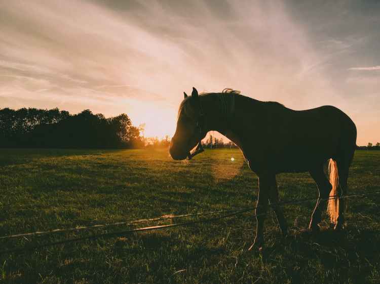 Spring Equine Wellness Recommendations